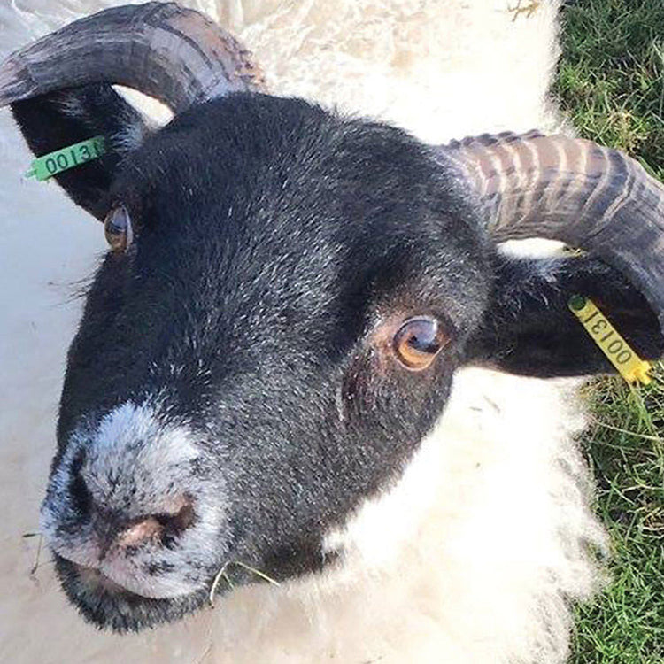 EID + Visual Breeding Sheep Tags