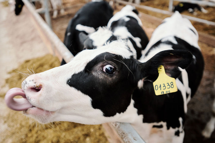 Cattle Management Tags