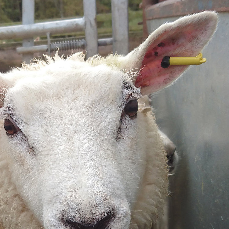 Replica & Replacement Sheep Tags