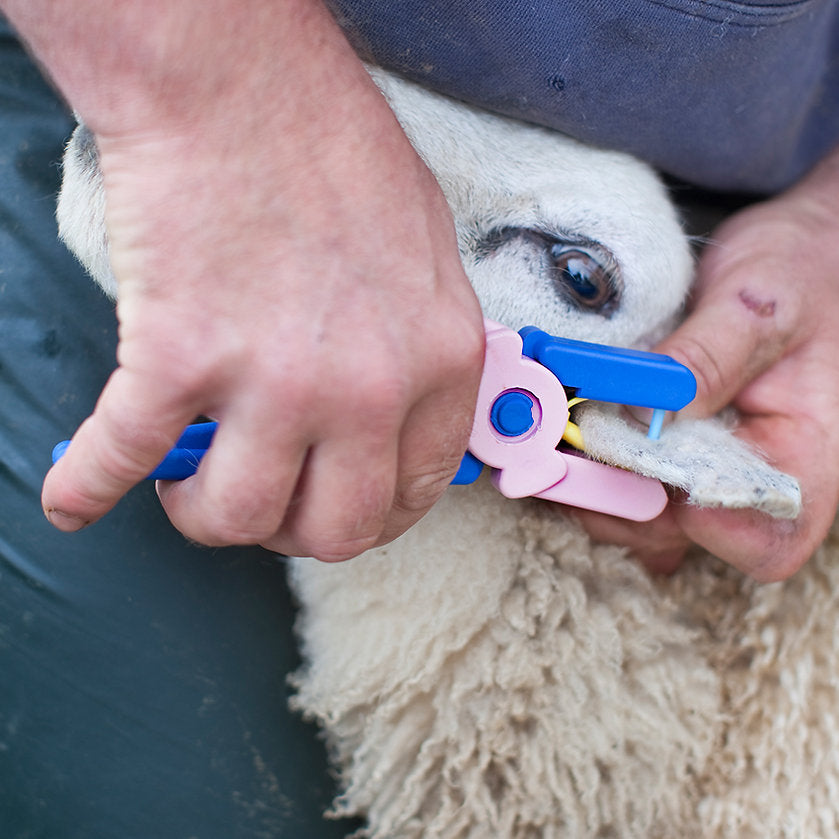 TagFaster Manual Tagger being used to apply a tag to a sheep's ear