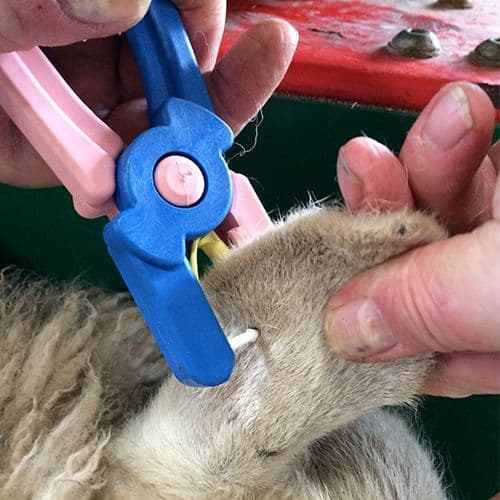 Close up detail of the TagFaster Manual Tagger being used to tag a sheep's ear